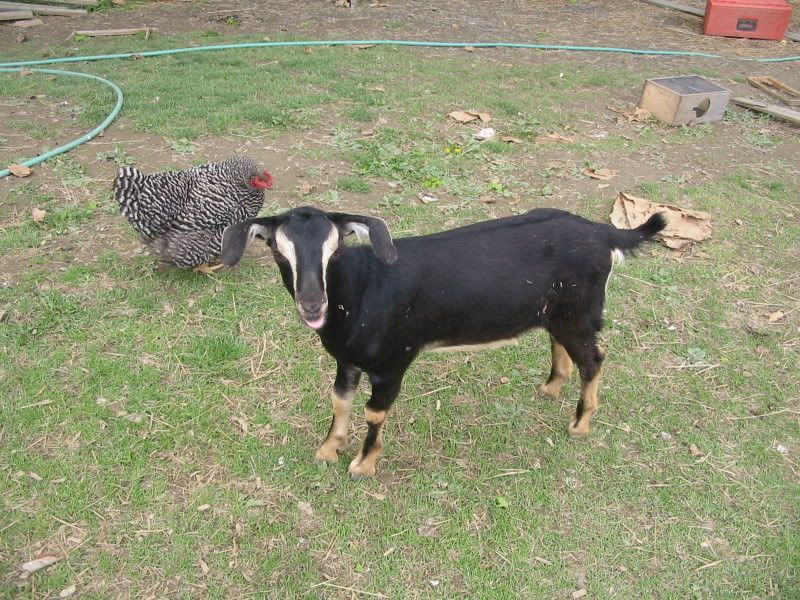 Jillis - Gremlin's a Daddy! - Goats