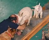 Let's see your goats in the house photos - Goats