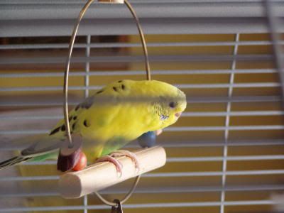 peaches3506.jpg