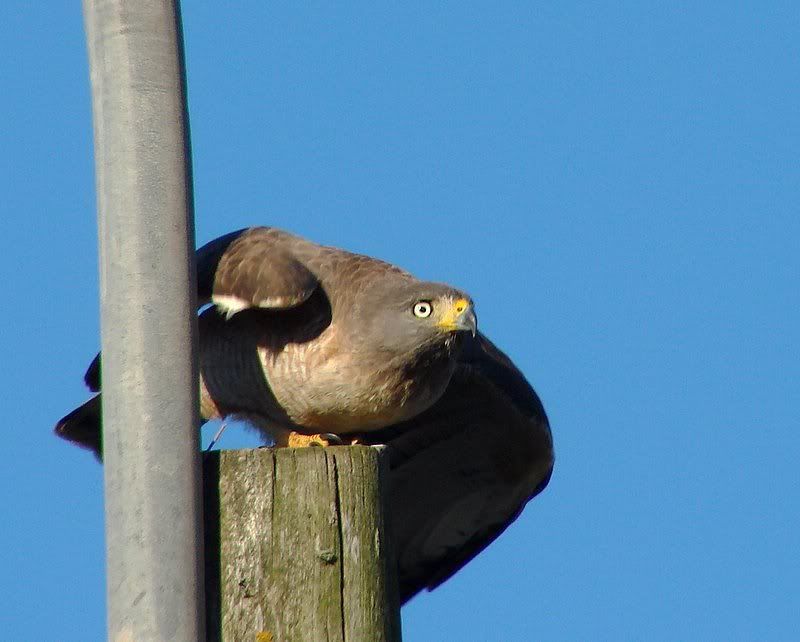 Photo Sharing and Video Hosting at Photobucket