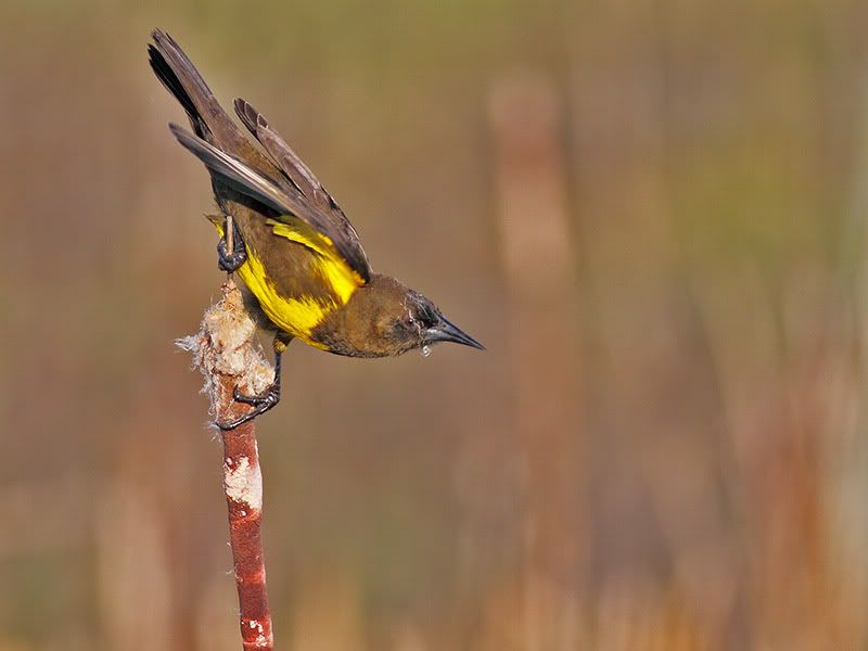 IMG_4624_800.jpg Pecho amarillo image litoaves