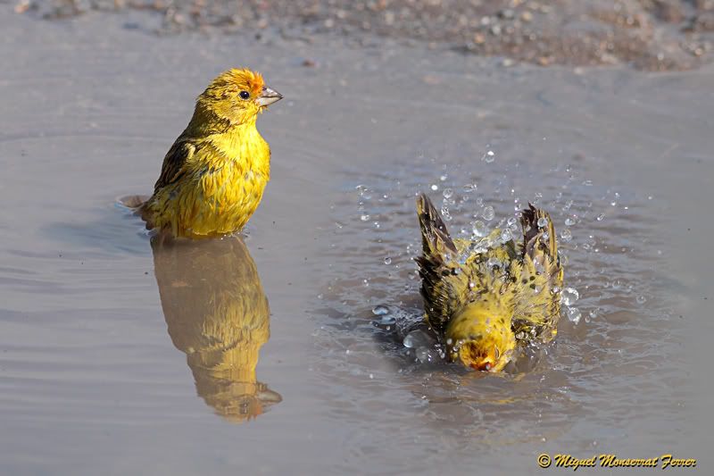FORONATURA - El baño - Aves