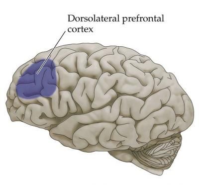 dorsolateral-prefrontal-cortex3_zps47be0