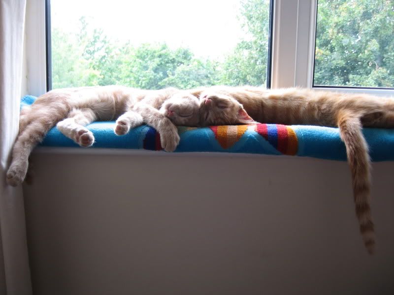 Kitkits894.jpg
