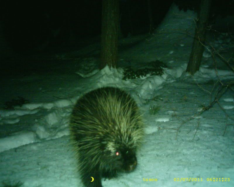 porcupine.jpg