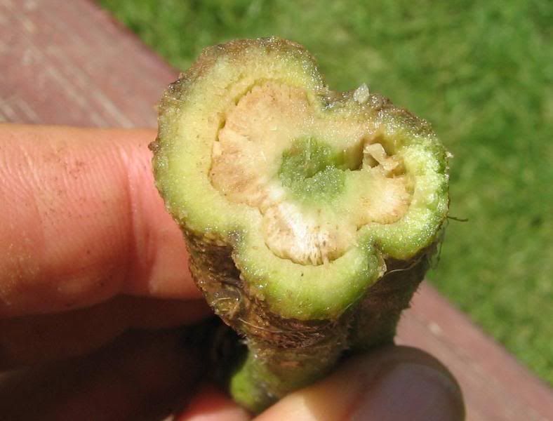 Tomatoes wilting, now with bacterial wilt test results (with pics)