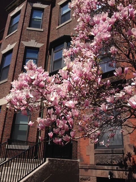 Spring in Boston