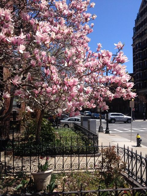 Spring in Boston