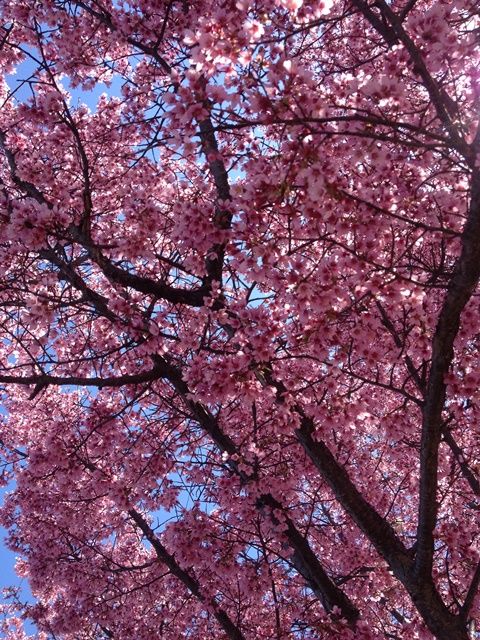 Spring in Boston