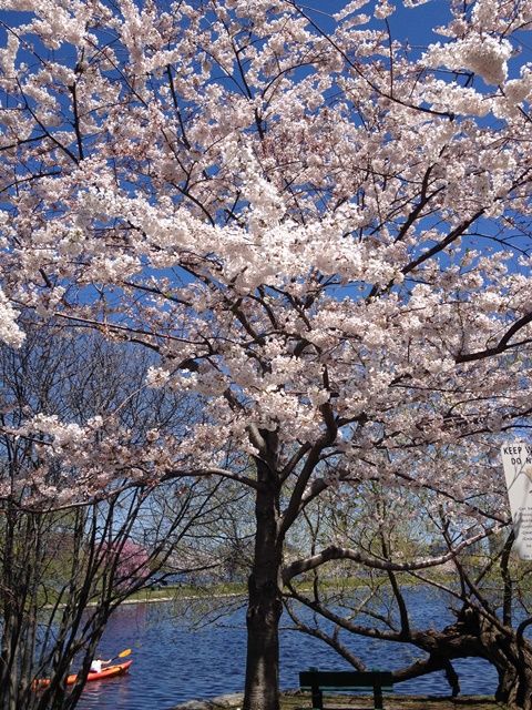 Spring in Boston