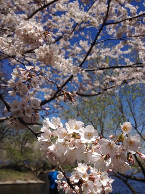 Spring in Boston