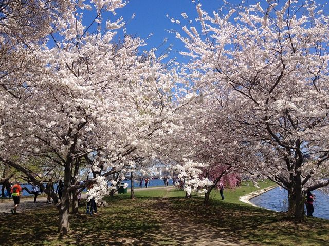 Spring in Boston