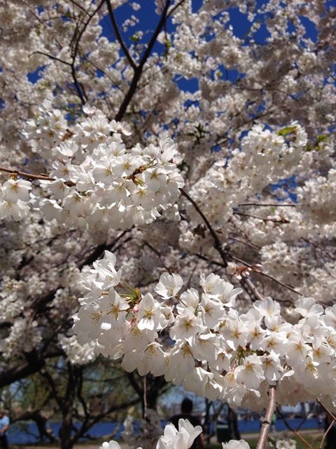 Spring in Boston