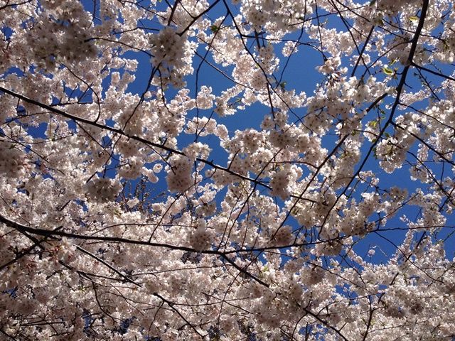Spring in Boston