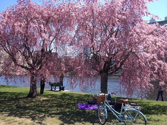 Spring in Boston