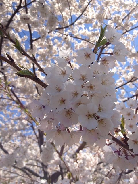 Spring in Boston