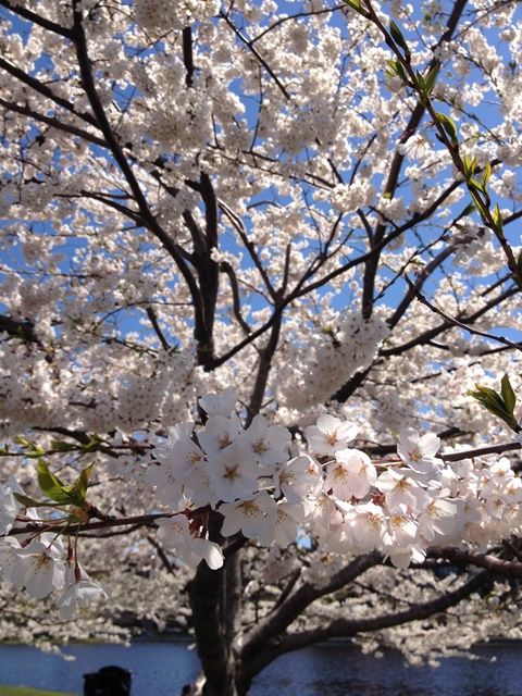 Spring in Boston