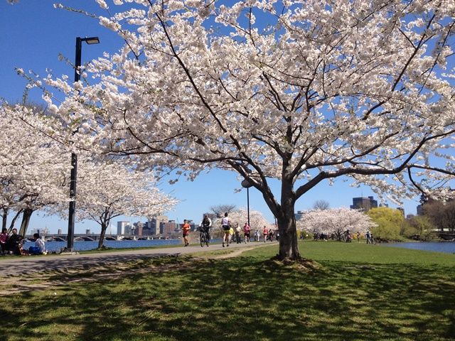 Spring in Boston