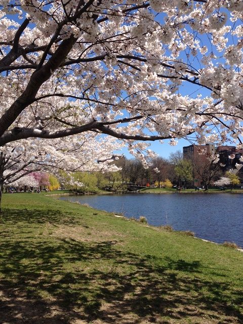 Spring in Boston