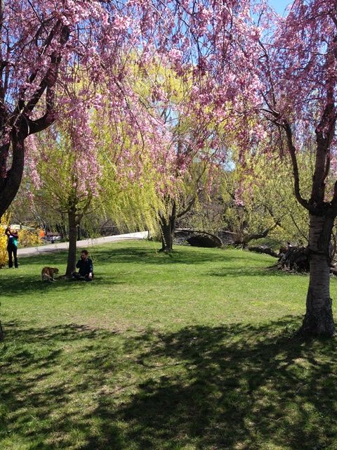 Spring in Boston