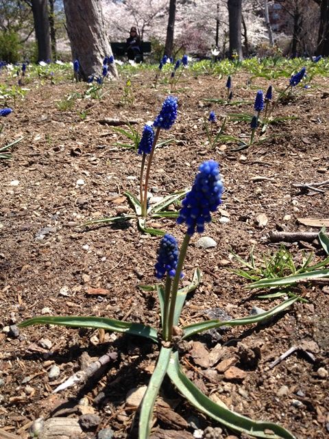 Spring in Boston