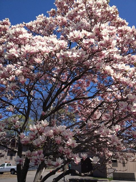Spring in Boston