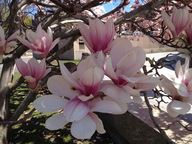 Spring in Boston