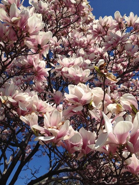 Spring in Boston