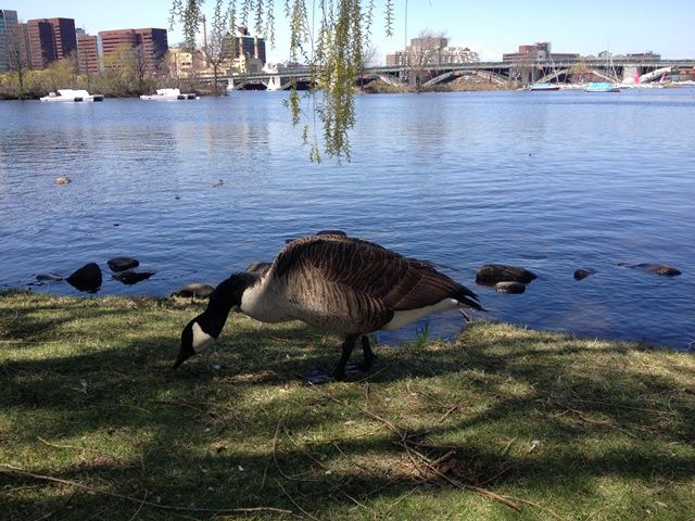 Spring in Boston