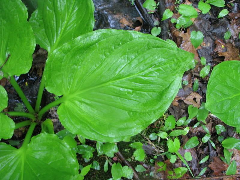 skunk cabbage 5/15/2008 Pictures, Images and Photos