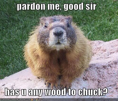 funny-pictures-polite-woodchuck.jpg