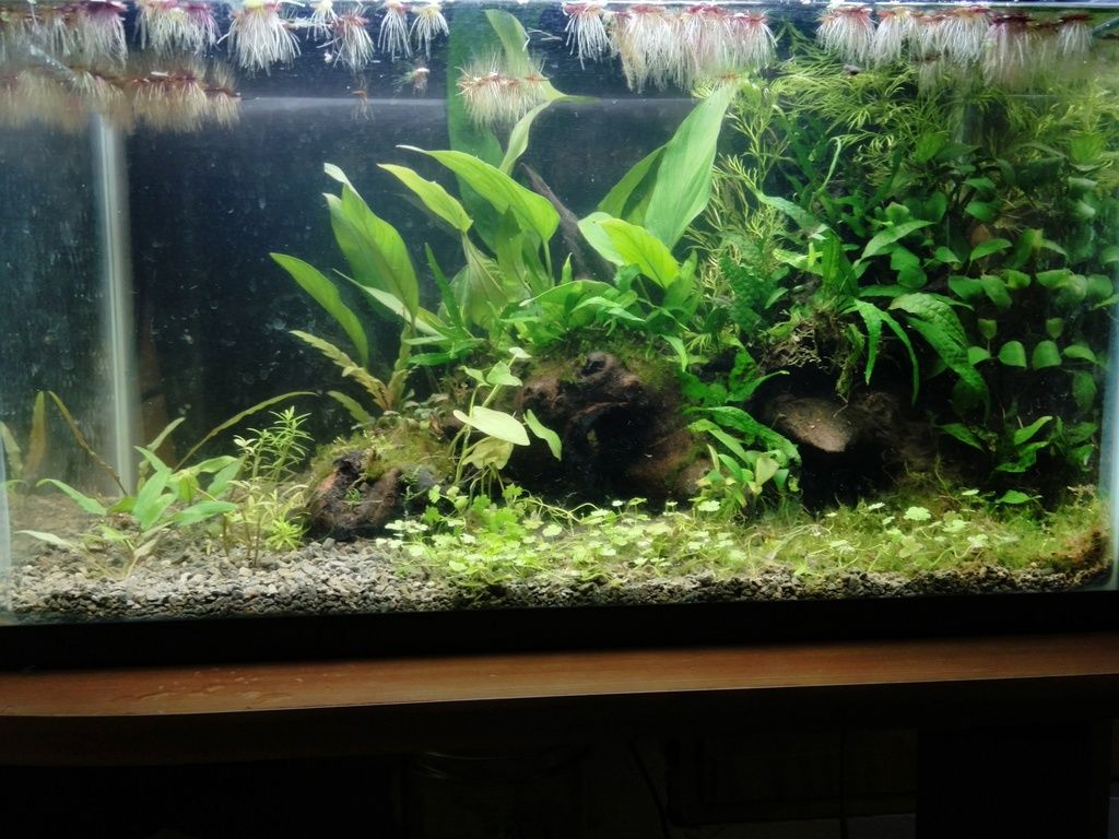 DIY Plant Substrate The Planted Tank Forum