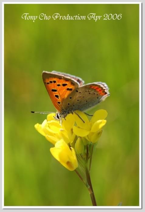 Image hosting by Photobucket