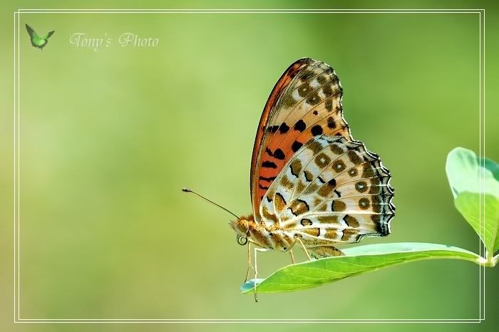 Photo Sharing and Video Hosting at Photobucket