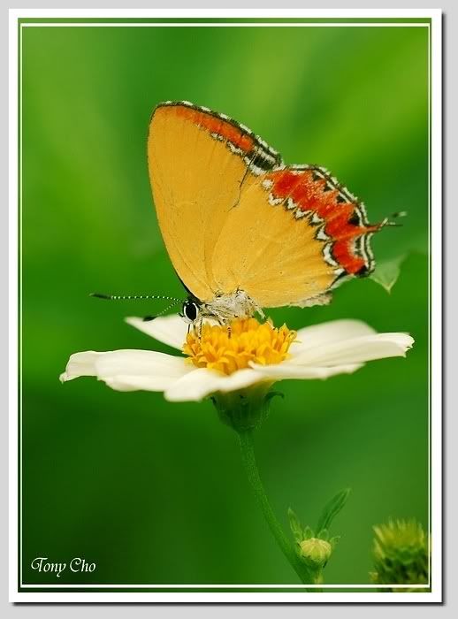 Photo Sharing and Video Hosting at Photobucket