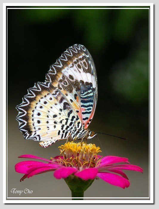 Photobucket - Video and Image Hosting