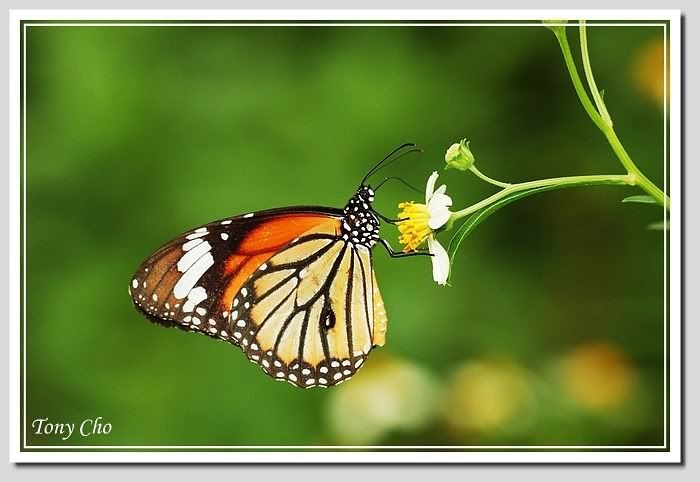 Photo Sharing and Video Hosting at Photobucket