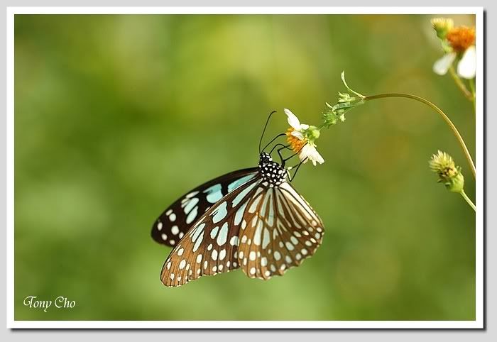 Photo Sharing and Video Hosting at Photobucket