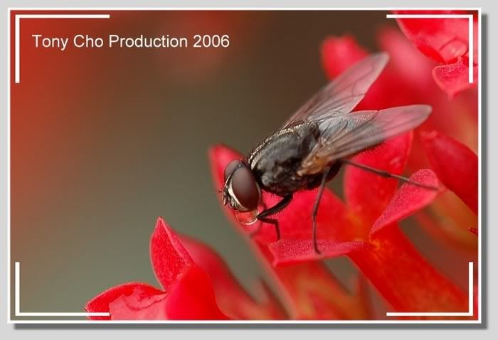 Image hosting by Photobucket