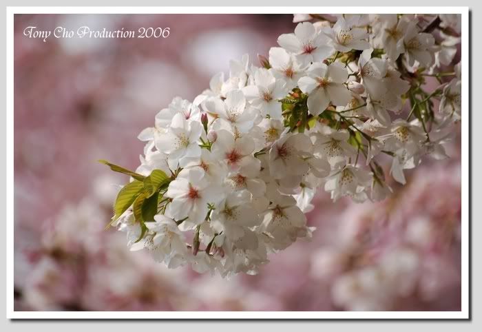 Image hosting by Photobucket