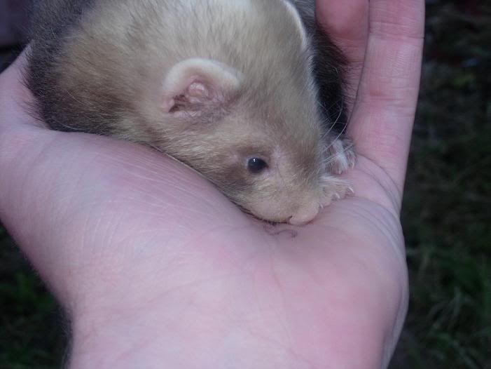 ferret4.jpg