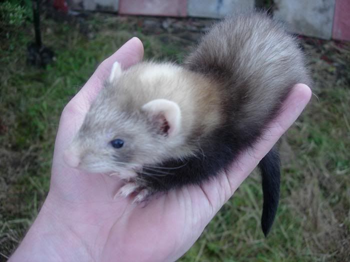 ferret5.jpg