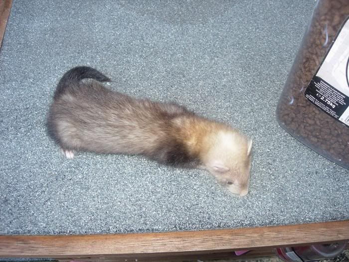 ferret6.jpg