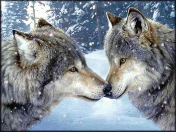 Wolves In Snow
