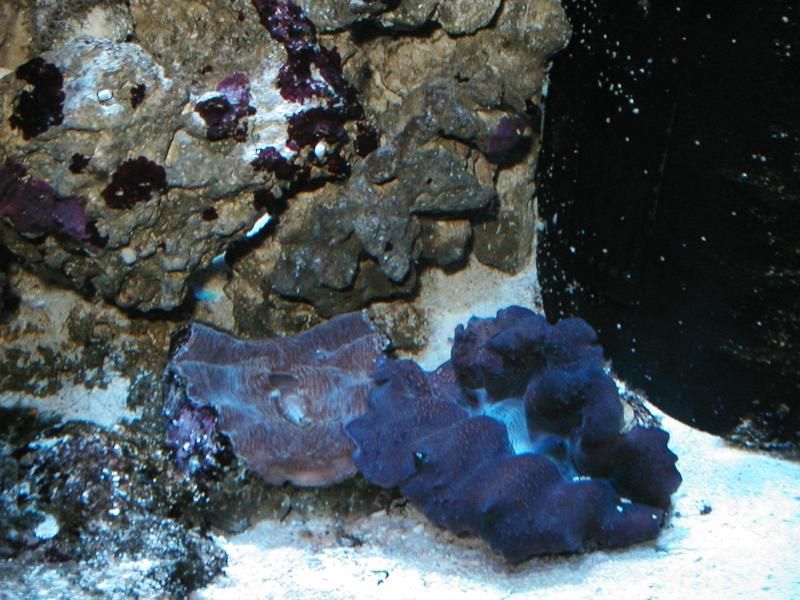 Clams for sale Reef Central Online Community