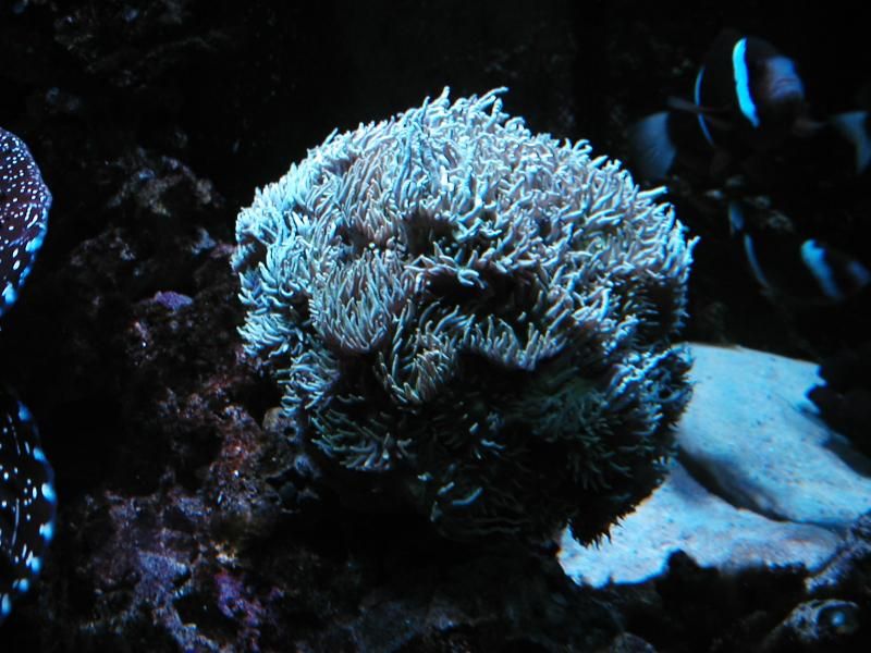 Clams for sale Reef Central Online Community