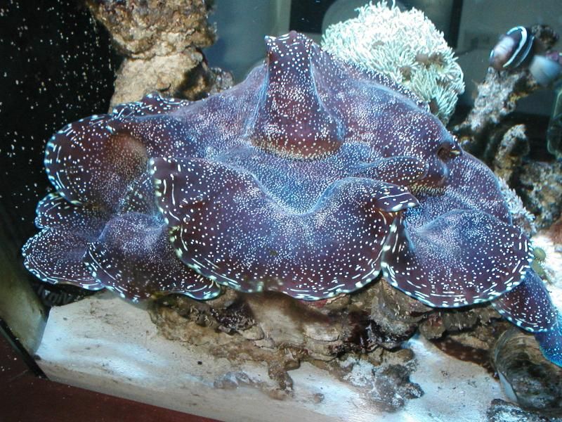 Clams for sale Reef Central Online Community