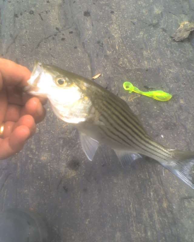 Small Striped Bass