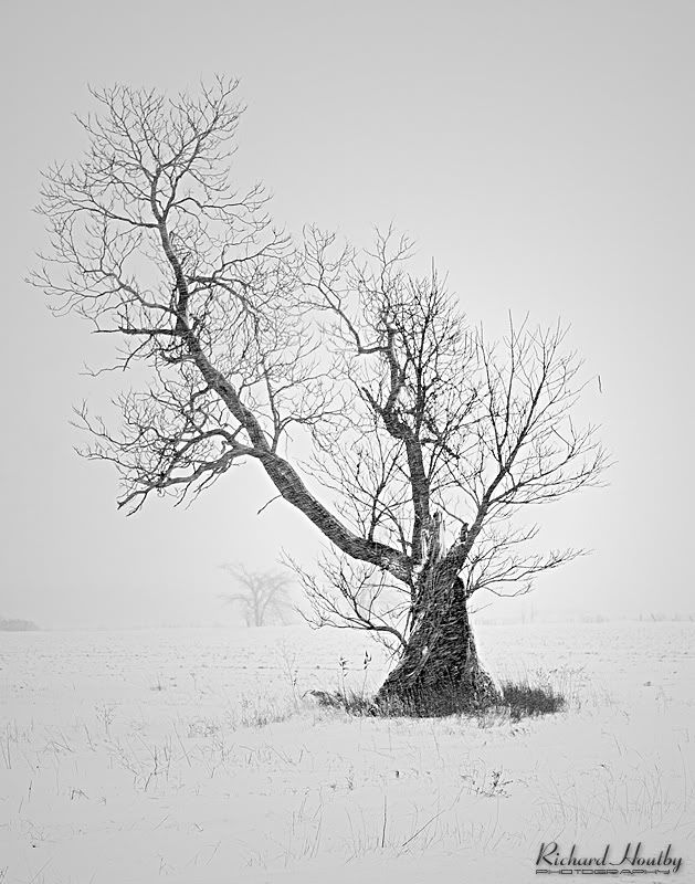 IMAGE: http://i26.photobucket.com/albums/c124/houtbyr/Landscape/TwistedTree4809.jpg