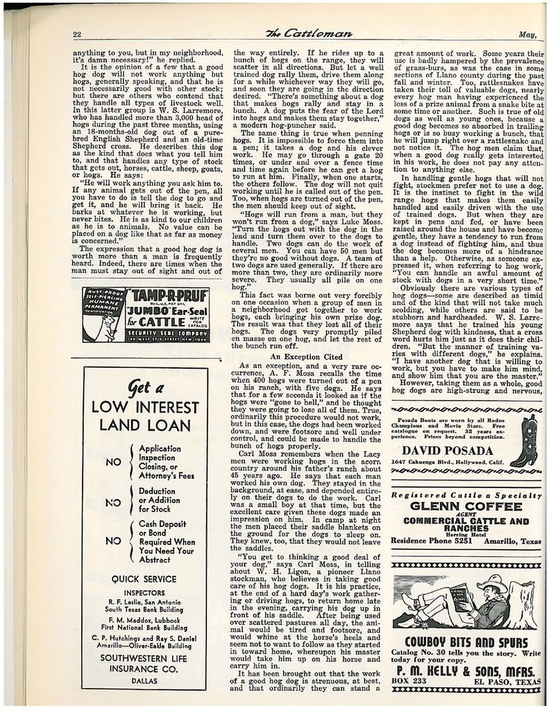1942 article on Lacy Hog Dogs 11
